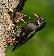 Common Starling