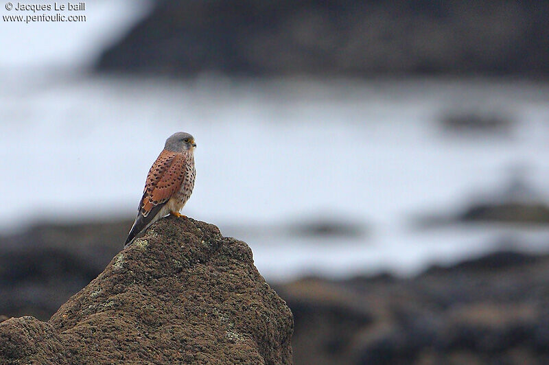 Common Kestrel