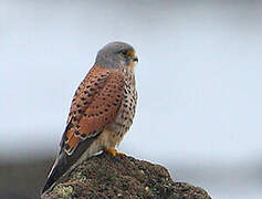 Common Kestrel