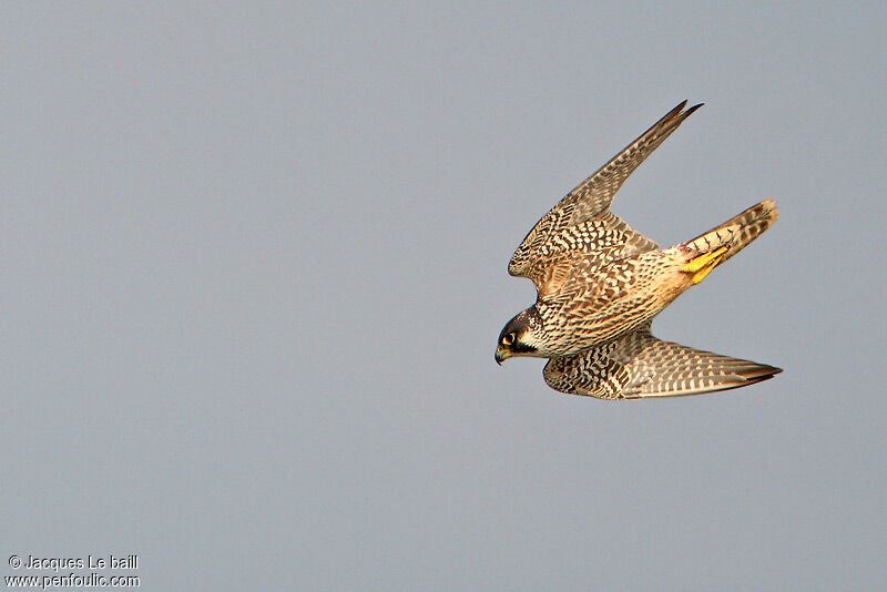 Peregrine Falcon