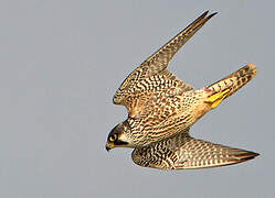 Peregrine Falcon