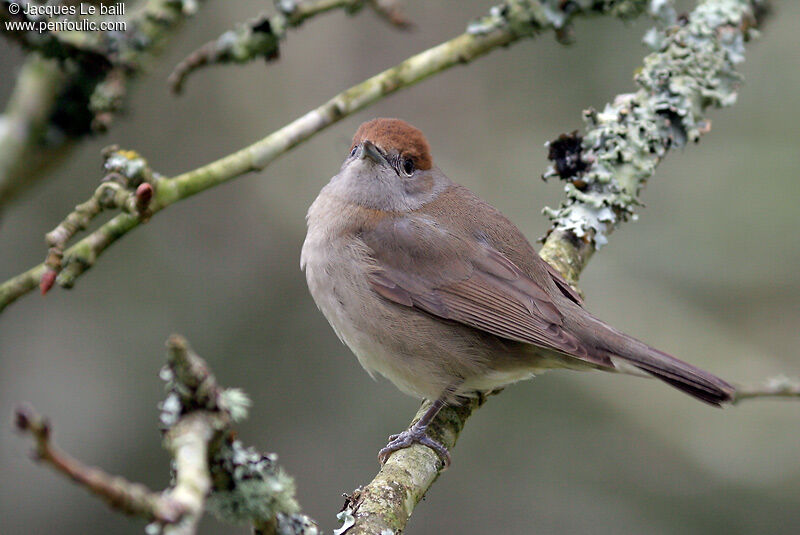 Eurasian Blackcap