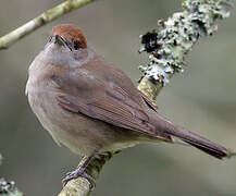 Eurasian Blackcap