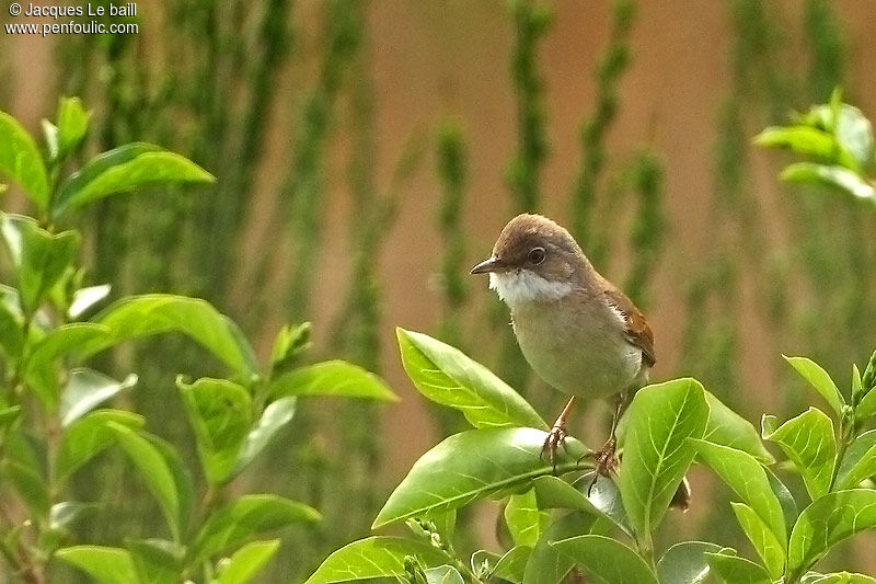 Fauvette grisette