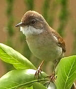 Common Whitethroat