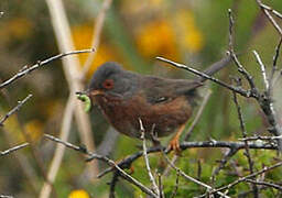 Dartford Warbler