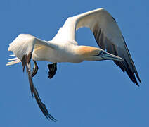 Northern Gannet