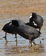 Eurasian Coot