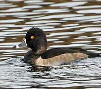 Ring-necked Duck