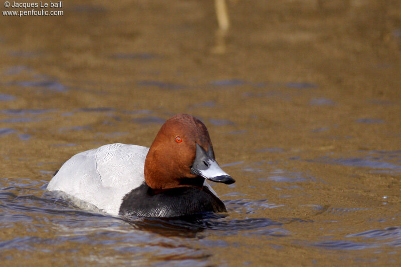 Common Pochard male