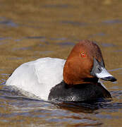 Common Pochard