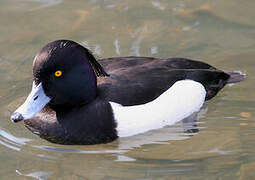 Tufted Duck