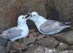 Fulmar boréal