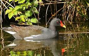 Gallinule poule-d'eau