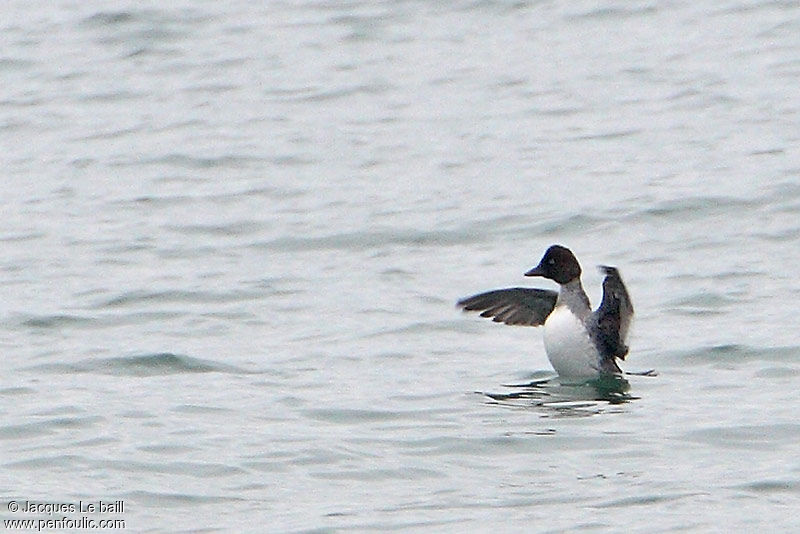 Common Goldeneye