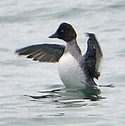 Common Goldeneye