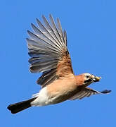 Eurasian Jay