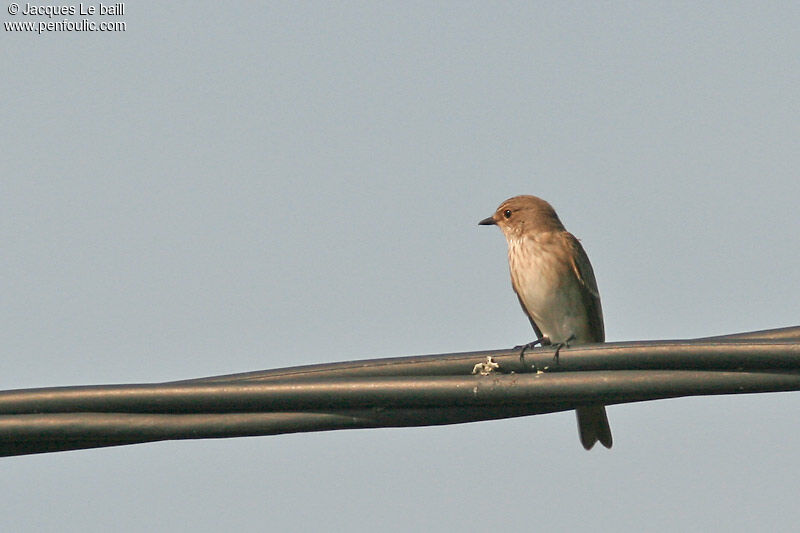 Spotted Flycatcher