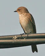 Spotted Flycatcher