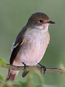 European Pied Flycatcher