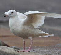 Goéland à ailes blanches