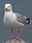 European Herring Gull