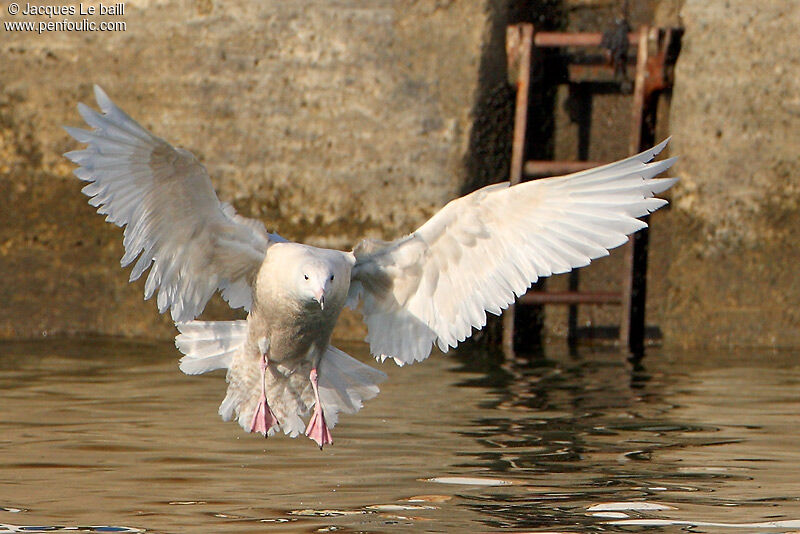 Glaucous Gull