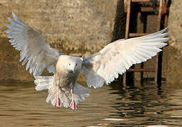 Glaucous Gull