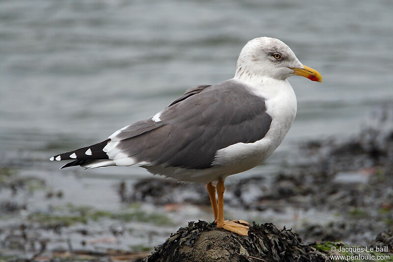 Lesser Black-backed Gulladult post breeding