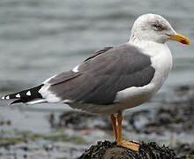 Lesser Black-backed Gull