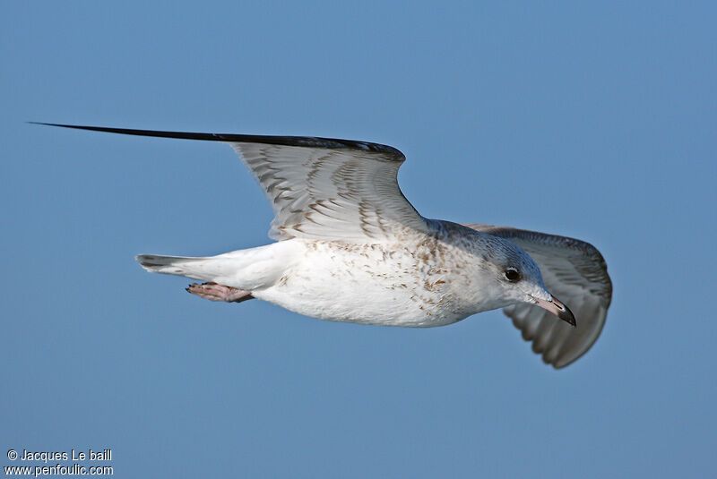 Common Gull