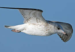 Common Gull