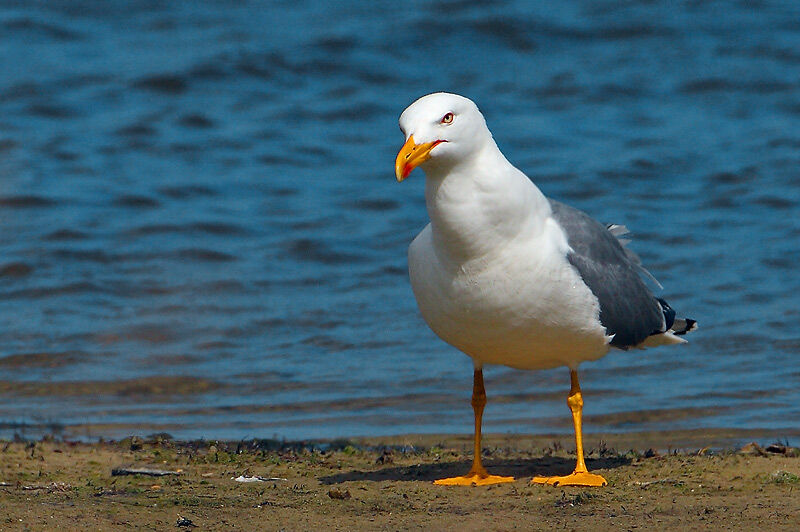Yellow-legged Gulladult