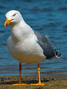 Yellow-legged Gull