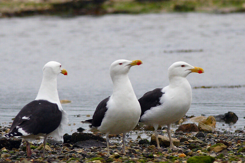 Great Black-backed Gulladult