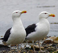 Great Black-backed Gull