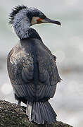 Great Cormorant