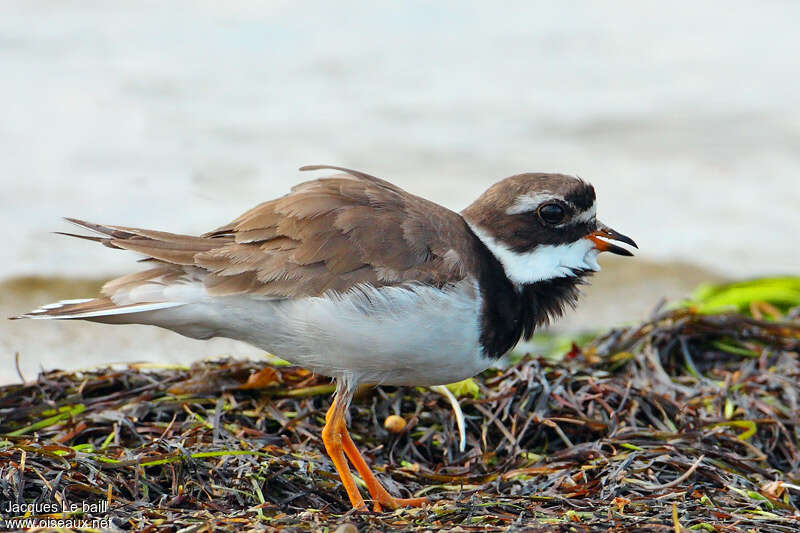 Common Ringed Plover female adult, close-up portrait