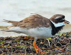 Common Ringed Plover