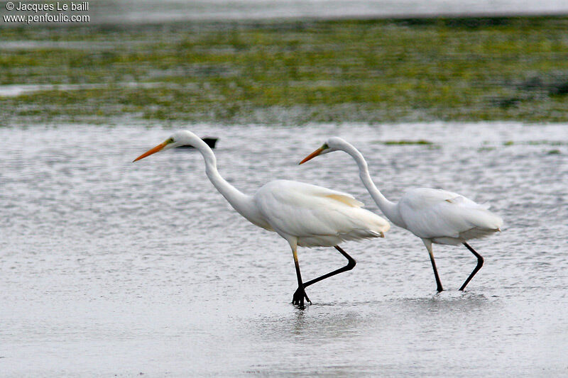 Grande Aigrette