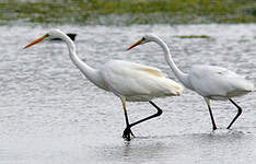 Grande Aigrette