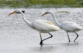 Great Egret