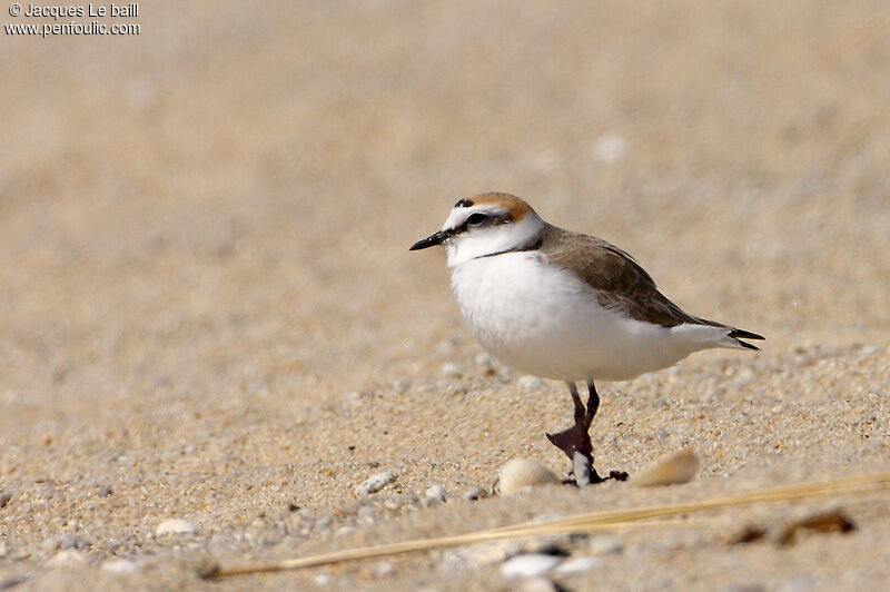 Kentish Plover male