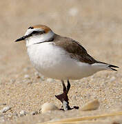 Kentish Plover