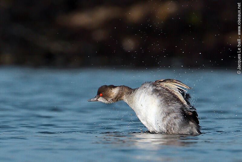 Black-necked Grebeadult post breeding, identification