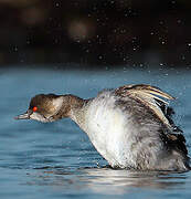 Black-necked Grebe