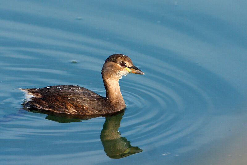 Little Grebe