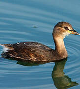 Little Grebe