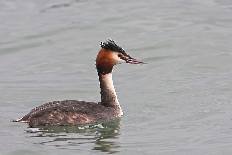 Great Crested Grebe