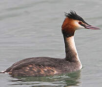 Great Crested Grebe